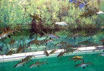 Aquarium Fisch Hai Balu: Beschreibung, Kompatibilität, Haltung und Zucht