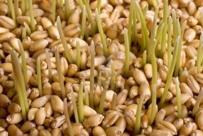 зародки пшениці