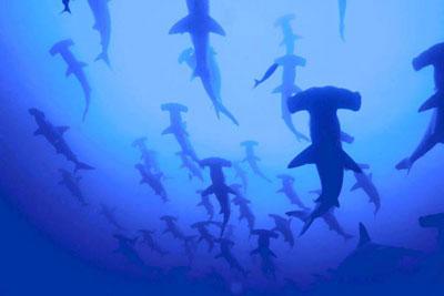 Fotos de tiburones