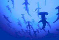 Риба-молот: як акула стала їжею
