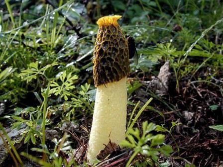treatment of fungus phallus for cancer of the throat