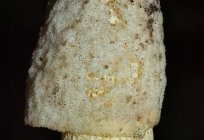 Treatment of the fungus Veselka. Traditional recipes with mushroom phallus