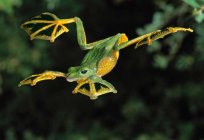 The frog is an animal or insect? The Anura order of amphibians