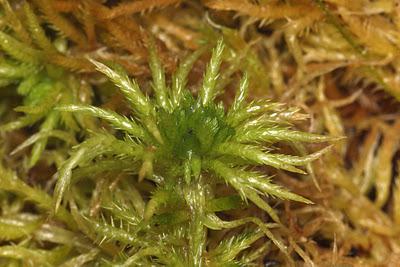 the life cycle of the moss sphagnum