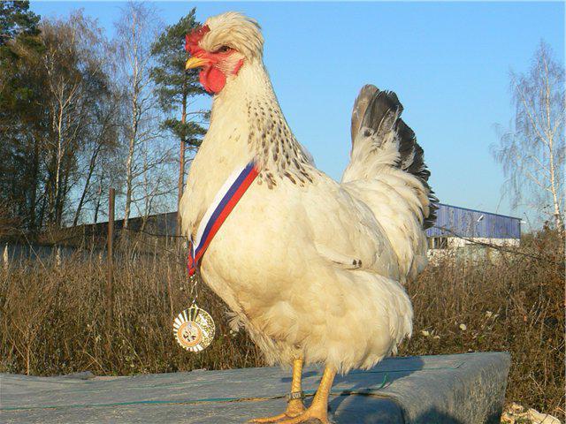 ruso moñudo raza de gallinas