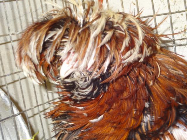 Russian crested breed chickens photo