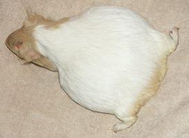 pregnant Guinea pig photo