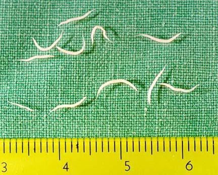 Enterobiasis (pinworms) gyermekeknél - Pinworm drog
