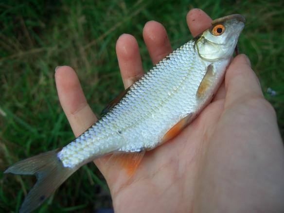jakie ryby łowi się w kwietniu w moskwie