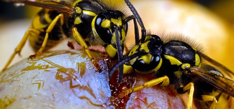 how to get rid of wasps in the country