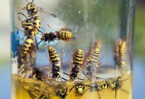 How to get rid of the OS? Causes of wasp nests