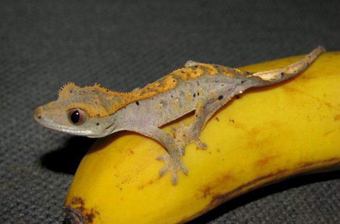 реснитчатый геккон бананоед
