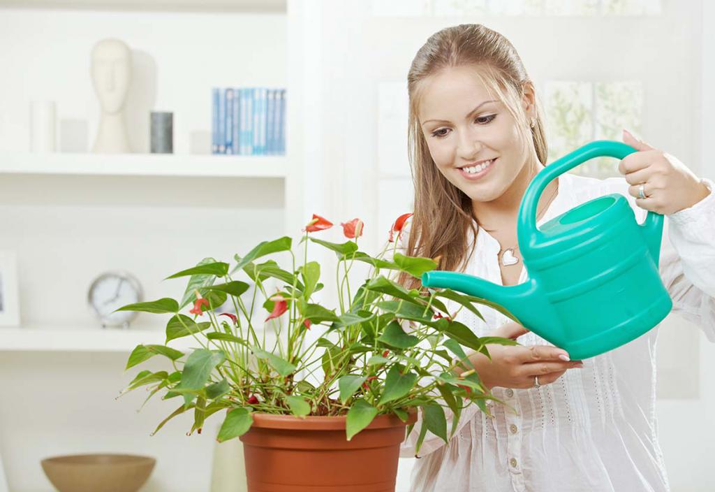 use kwasu bursztynowego dla roślin