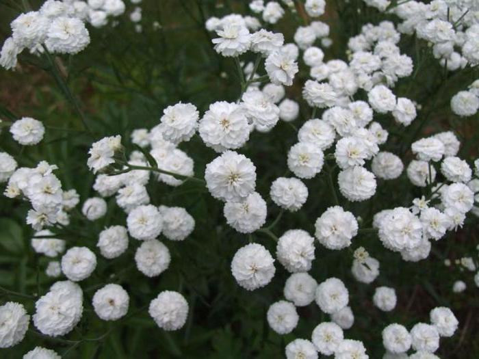 yarrow of ptarmica white pearl