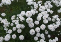 Yarrow of ptarmica: planting, care, types, varieties and cultivation advice