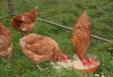 chickens rhodonite