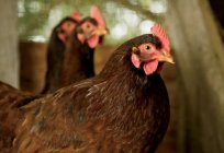 Hühner родониты: Inhalt und Pflege. Ei-Hühner Rasse