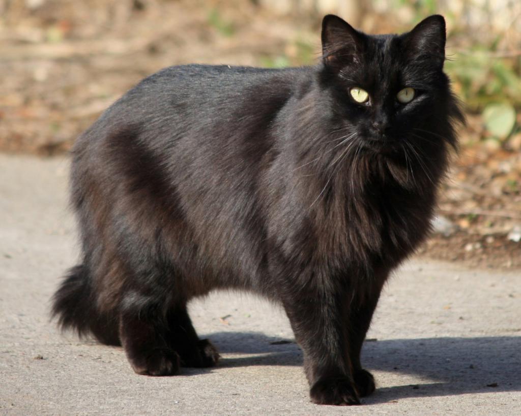 Siyah kedi ve batıl