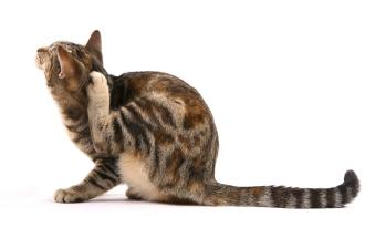 pulgas em gatos são transmitidas para o homem
