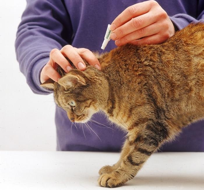 removing fleas in cats