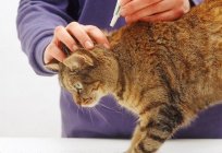 Is it true that fleas in cats transmitted to humans?