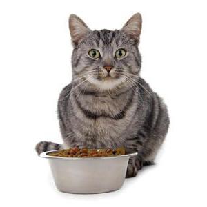 el alimento de la brit care para gatos