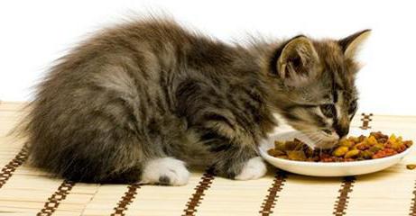 сухий корм брит для кішок
