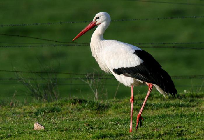 what to eat storks