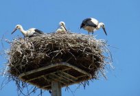 What to eat storks? Bird stork: types, description, photo, habitat