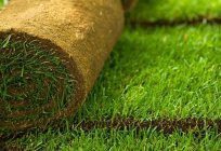 How to grow a lawn weed by yourself?