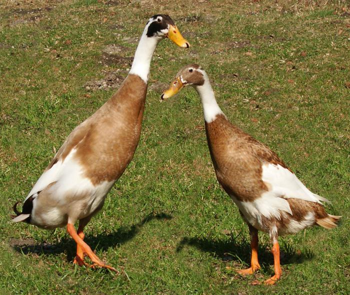 types of geese and ducks