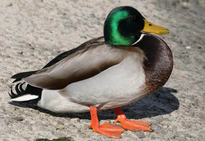 types of ducks in Russia