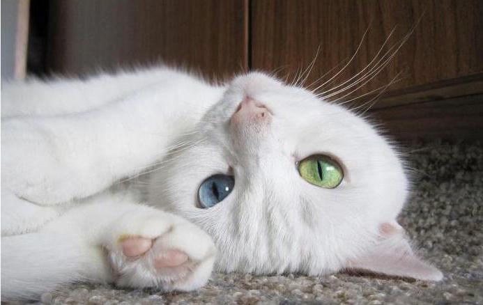 cat with different eyes breed