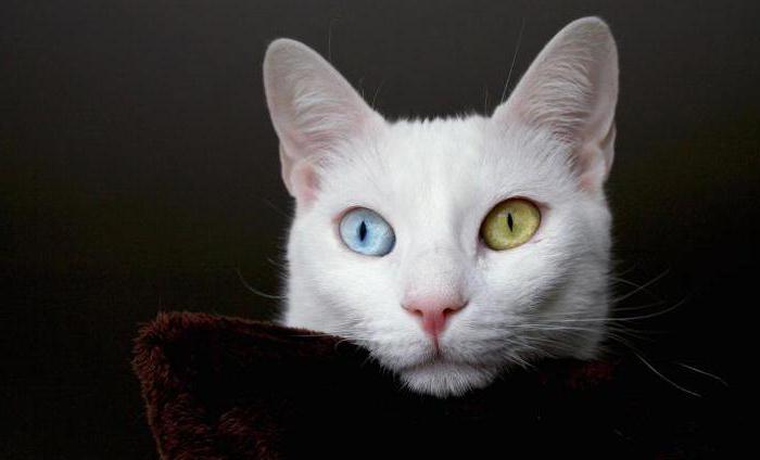 beyaz kedi ile farklı gözlerle cins