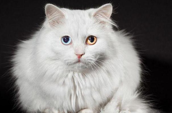 el gato con diferente color de los ojos