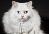 ¿Por qué nacen los gatos con ojos diferentes?
