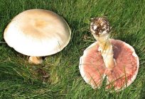 Гриби в Краснодарському краї. Їстівні гриби: назви, опису, де і коли збирати