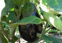 Wie wachsen Auberginen im Freiland: nützliche Tipps