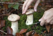 Энтолома отруйна: фото та опис гриба