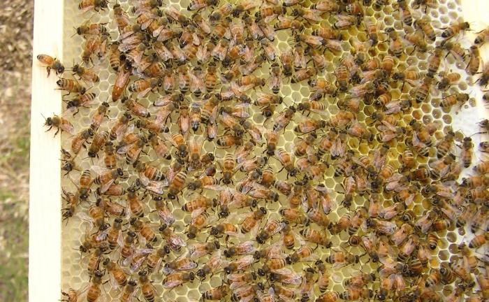 How to cook a feed for bees