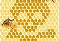 秋季的饲养蜜蜂：快速、有效，只是时间