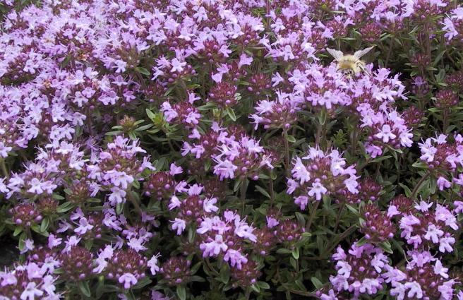 creeping thyme planting and caring