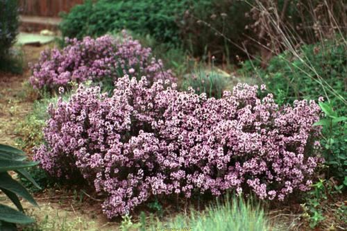 thyme at home