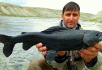 Fishing in Barnaul and the surrounding area