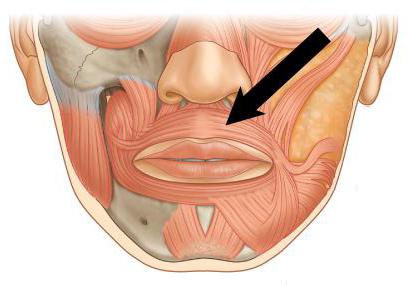 a função de circular o músculo do olho e circular os músculos da boca