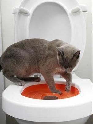gewöhnen Sie die Katze auf die Toilette