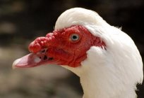You know how fast growing Muscovy ducks? Breeding and keeping poultry without much hassle!