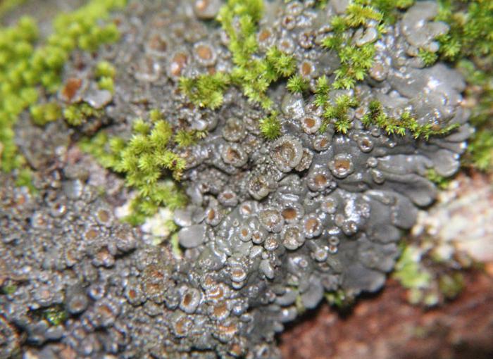 bushy lichens