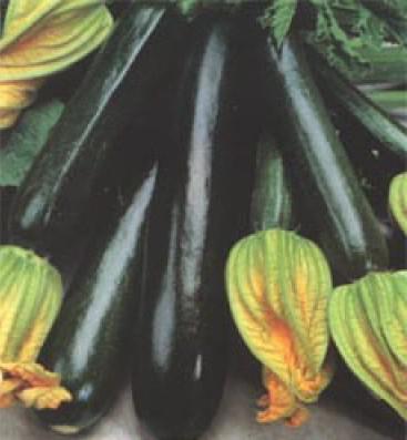 zucchini black beauty