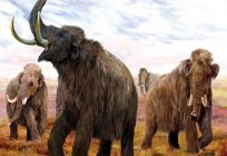 Mastodon is an ancestor of the elephant?